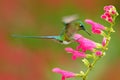 Hummingbird Long-tailed Sylph eating nectar from beautiful pink flower in Ecuador. Bird sucking nectar from bloom. Wildlife scene