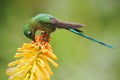 Hummingbird Long-tailed Sylph eating nectar from beautiful yellow strelicia flower in Ecuador