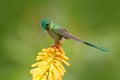 Hummingbird Long-tailed Sylph eating nectar from beautiful yellow strelicia flower in Ecuador. Bird with bloom. Wildlife Ecuador.