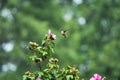 Hummingbird in Mid-Air: A ruby-throated hummingbird hovers in mid air in front of a hibiscus flower Royalty Free Stock Photo