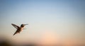 A hummingbird is in mid-flight against Royalty Free Stock Photo