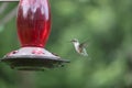 Hummingbird in mid-flight against  a red glass bird feeder Royalty Free Stock Photo