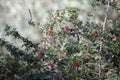 Hummingbird mid-flight eating nectar from a red flower Royalty Free Stock Photo