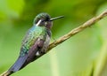 Hummingbird in Monteverde Cloud Forest, Costa Rica.