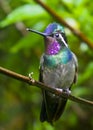 Hummingbird in Monteverde Cloud Forest, Costa Rica.