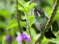 Hummingbird in Monteverde Cloud Forest, Costa Rica.