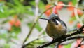 Hummingbird in Monteverde Cloud Forest, Costa Rica.