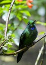 Hummingbird in Monteverde Cloud Forest, Costa Rica.