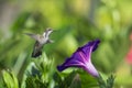 Hummingbird in the Morning Glory Royalty Free Stock Photo