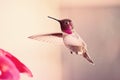 Hummingbird Morning Royalty Free Stock Photo