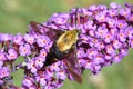 Hummingbird Moth Royalty Free Stock Photo