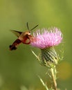 Hummingbird Moth Royalty Free Stock Photo