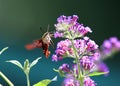 Hummingbird Moth