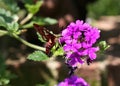 Hummingbird Moth Royalty Free Stock Photo