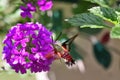 Hummingbird Moth Royalty Free Stock Photo