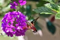 Hummingbird Moth