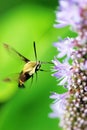 Hummingbird Moth Royalty Free Stock Photo