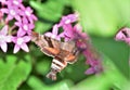 Hummingbird Moth in butterfly garden Royalty Free Stock Photo