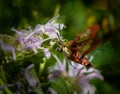 Clearwing hummingbird moth does its thing