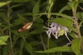 Hummingbird moth with coiled proboscis hovering near a flower.