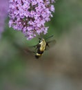 Hummingbird Moth