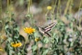 Hummingbird Moth with Desert Marigold