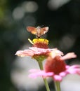 Hummingbird Moth on gerbera flower