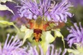 Hummingbird moth hovers while foraging on lavender bee balm flow