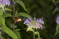 Hummingbird moth hovers while foraging on lavender bee balm flow Royalty Free Stock Photo