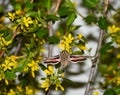 Hummingbird Moth Hyles lineata