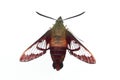 Hummingbird Moth - Isolated Royalty Free Stock Photo