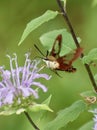 Hummingbird Moth landing on a bee balm flower. Royalty Free Stock Photo