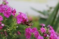 Hummingbird Moth nectaring from Phlox