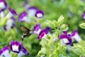 Hummingbird moth and petunia Royalty Free Stock Photo