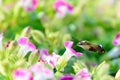 Hummingbird moth and petunia Royalty Free Stock Photo