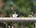 Hummingbird Moth and Praying Mantis