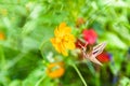 Hummingbird moth (White-lined Sphinx Moth) is flying and feeding. Royalty Free Stock Photo