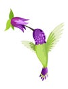 Hummingbird. Multi-colored flying tropical colibri with flower isolated on white background. Vector illustration of Royalty Free Stock Photo