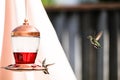 Hummingbird Royalty Free Stock Photo