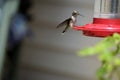 Hummingbird at nectar feeder background Royalty Free Stock Photo