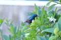 Hummingbird nectary bird in the lemon tree Royalty Free Stock Photo