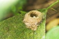 Hummingbird Nest With Egg Royalty Free Stock Photo