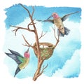 Hummingbird and nest with egg on a branch. Watercolor illustration of a tropical Bird in flight. Hand drawn Colibri on Royalty Free Stock Photo