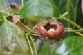 Hummingbird nest egg