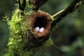 Hummingbird Nest with Eggs Royalty Free Stock Photo