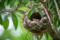 hummingbird nest with eggs and hummingbird mother close by Royalty Free Stock Photo