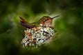 Hummingbird in nest feeding two chicks. Scintillant Hummingbird, Selasphorus scintilla from Savegre in Costa Rica, Wildlife family