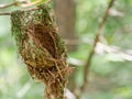 Hummingbird Nest Hanging from Branch