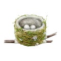 Hummingbird nest illustration. Hand drawn watercolor natural bird element. Hummingbird tiny nest with small eggs on the Royalty Free Stock Photo