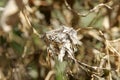 Hummingbird nest Royalty Free Stock Photo